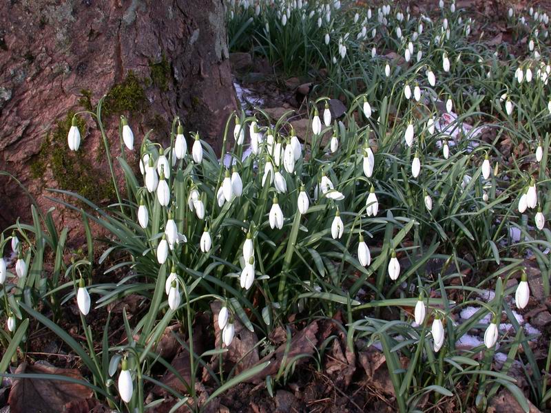 Galanthus nivalis / Bucaneve